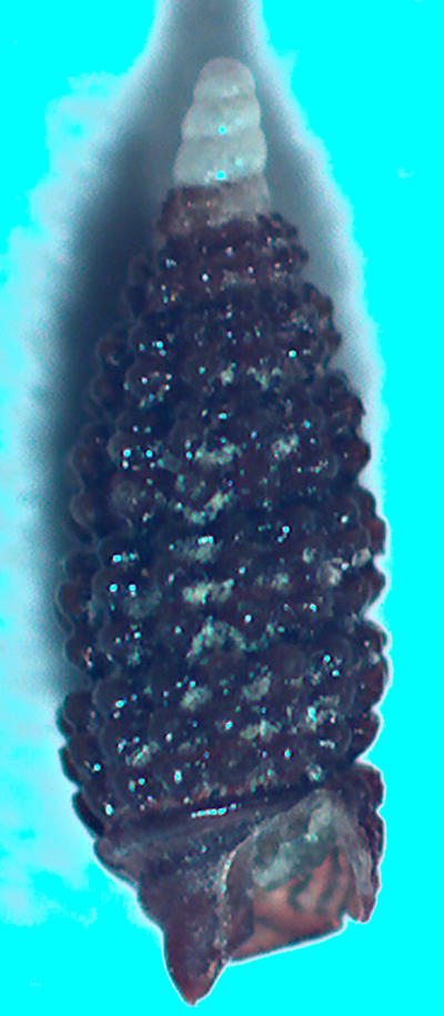 richiesta di conferma